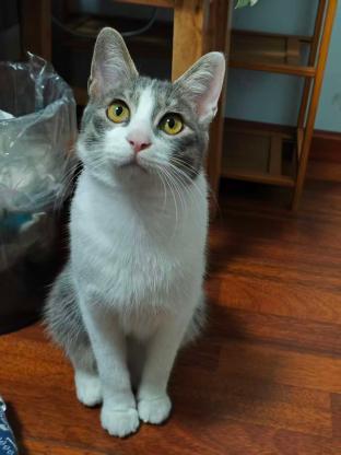 猫咪·中华田园猫·乖乖