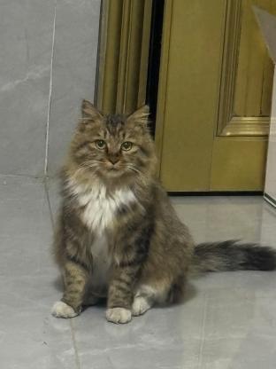 猫咪·长毛梨花·小流浪