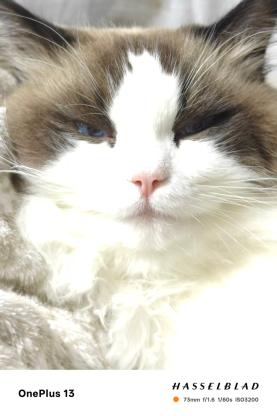 猫咪·布偶·玉米