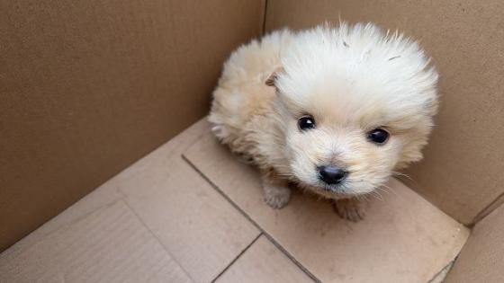 狗狗·小土狗·奶啤