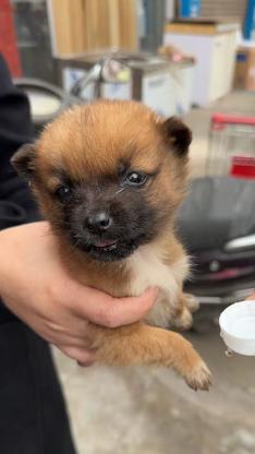 狗狗·小土狗·十月