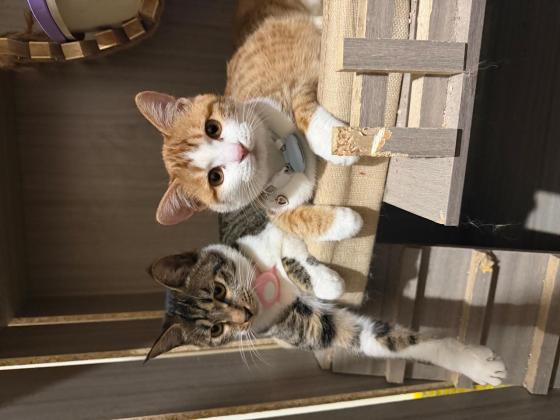 猫咪·田园猫·薯条，饺子