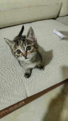 猫咪·狸花·小狸花