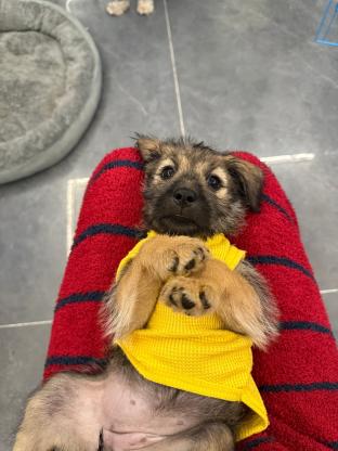 狗狗·泰迪比熊串串生的·橘子