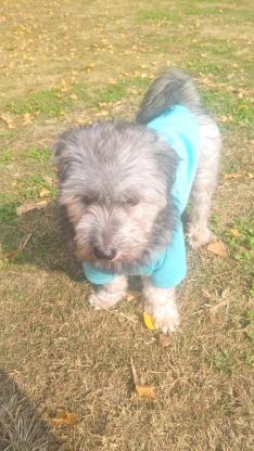 狗狗·泰迪比熊串串·妹妹