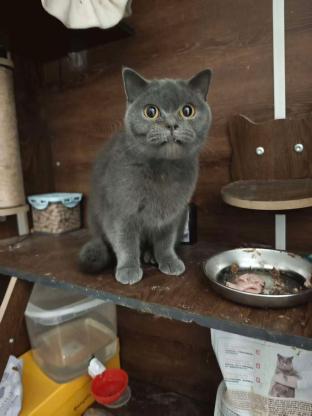 猫咪·蓝猫·暂无