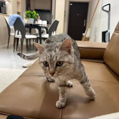 猫咪·银渐层·无