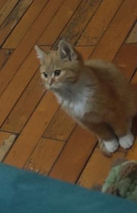 猫咪·橘白·暂无