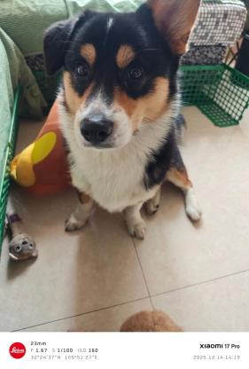 狗狗·柯基·西瓜皮