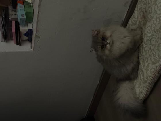 猫咪·矮脚长毛蓝金渐层·薯条