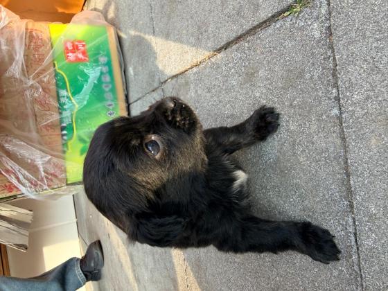 狗狗·串串·小狗