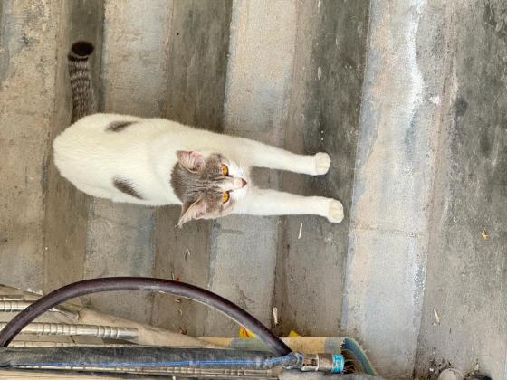 猫咪·串串·咪咪