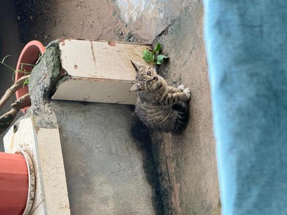 猫咪·狸猫·狸花