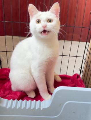 猫咪·田园猫（白多橘少）·糖糖