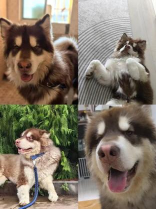 狗狗·阿拉斯加·果冻