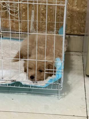 狗狗·可卡布·糯米