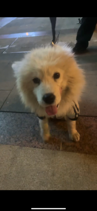 狗狗·萨摩耶·十二