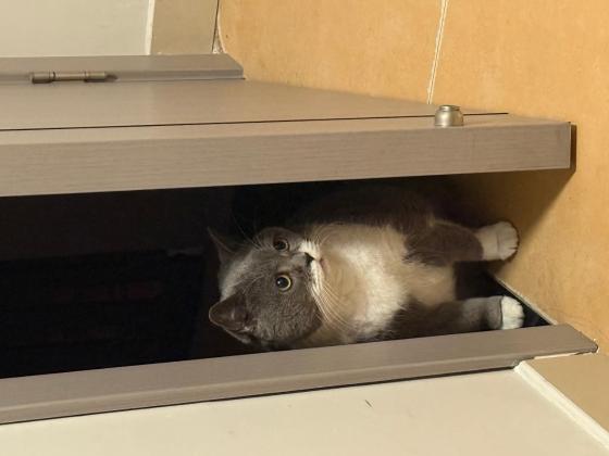 猫咪·蓝白·年年