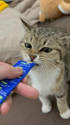 猫咪·狸花·汉可