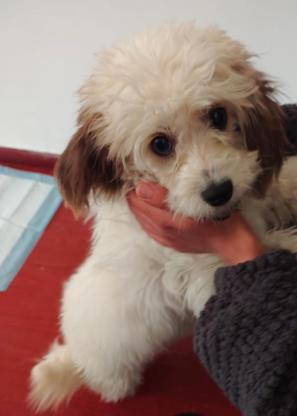 狗狗·卡布·图图