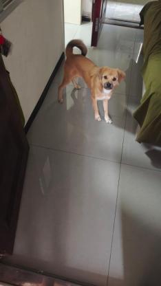 狗狗·小土狗·四喜