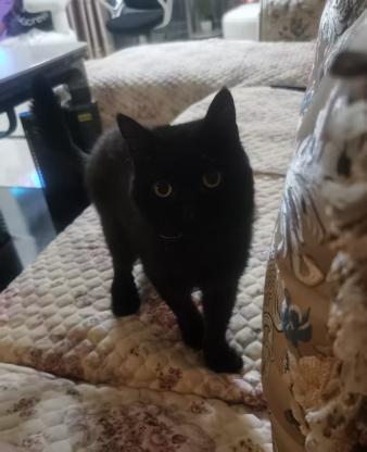 猫咪·黑猫英短孟买·滚滚