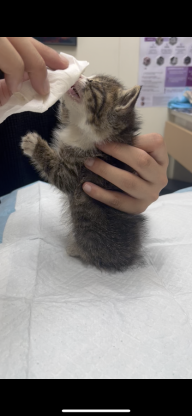 猫咪·狸花踏雪·十九