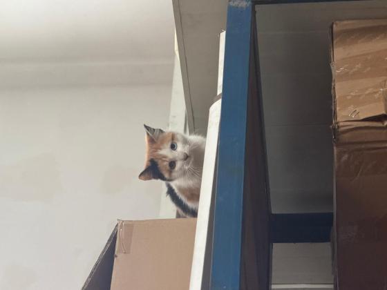 猫咪·三花·咪咪