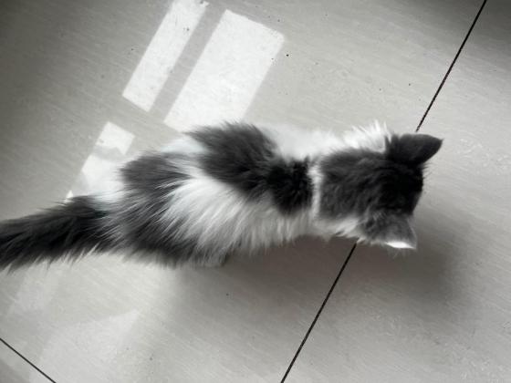 猫咪·蓝白·咪咪