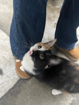 猫咪·三花田园猫·花卷