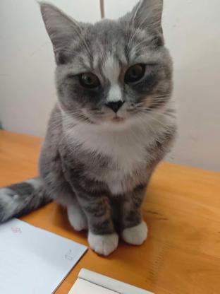 猫咪·蓝猫·毛娃