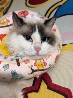 猫咪·布偶·月饼