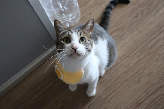 猫咪·简州猫·咪子