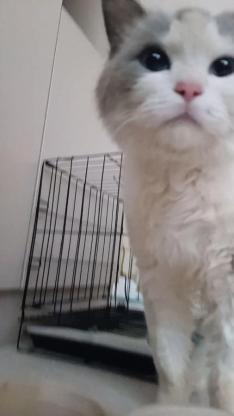 猫咪·布偶·咪咪