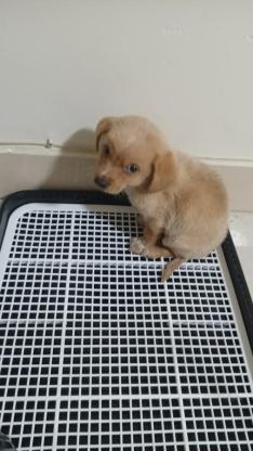 狗狗·金毛串·笨笨