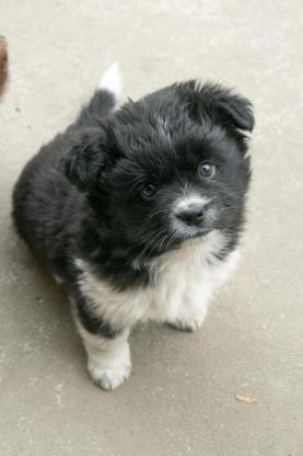 狗狗·串串·黑仔