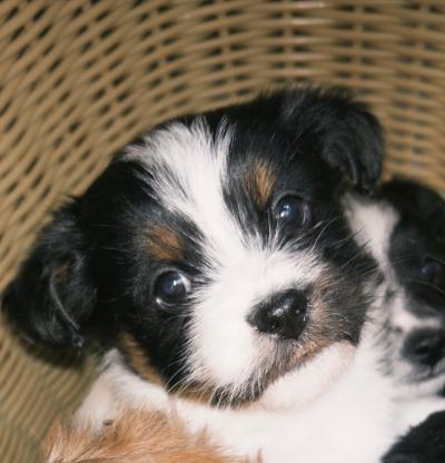 狗狗·串串·四眼仔