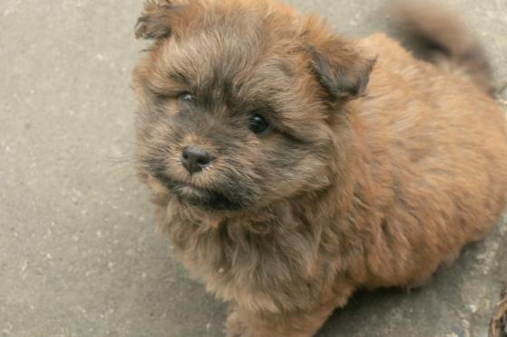 狗狗·串串·小棕