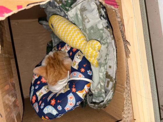 猫咪·橘猫·星期六