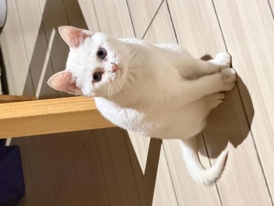 猫咪·中华田园猫·小白