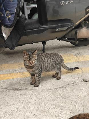 猫咪·狸花·小狸花