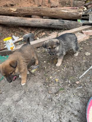 狗狗·中华田园犬·招财