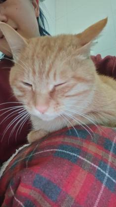 猫咪·大橘·咪咪（未起名）