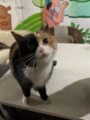 猫咪·田园·三花母猫