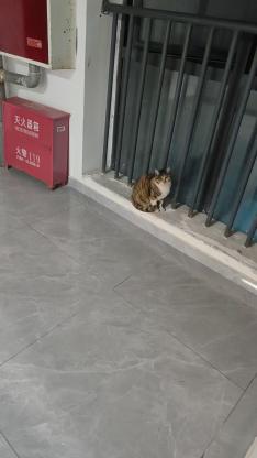 猫咪·彩狸·花宝花