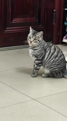 猫咪·美短串·咪咪（团团）