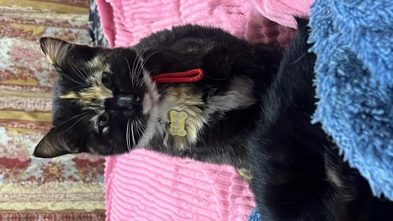 猫咪·布偶和橘猫混·小花