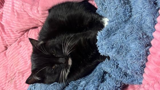 猫咪·布偶和橘猫混种·小黑