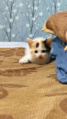 猫咪·布偶➕橘猫（三花）·老大
