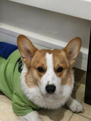 狗狗·柯基·图图